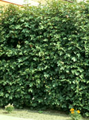 org:/gardening tips/Snoeiadvies/Overzichtspagina/Spaanse_aak.jpg